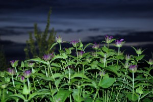 Monarda didyma L. Oswego beebalm